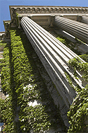 Ivy-Wrapped Tangiblity